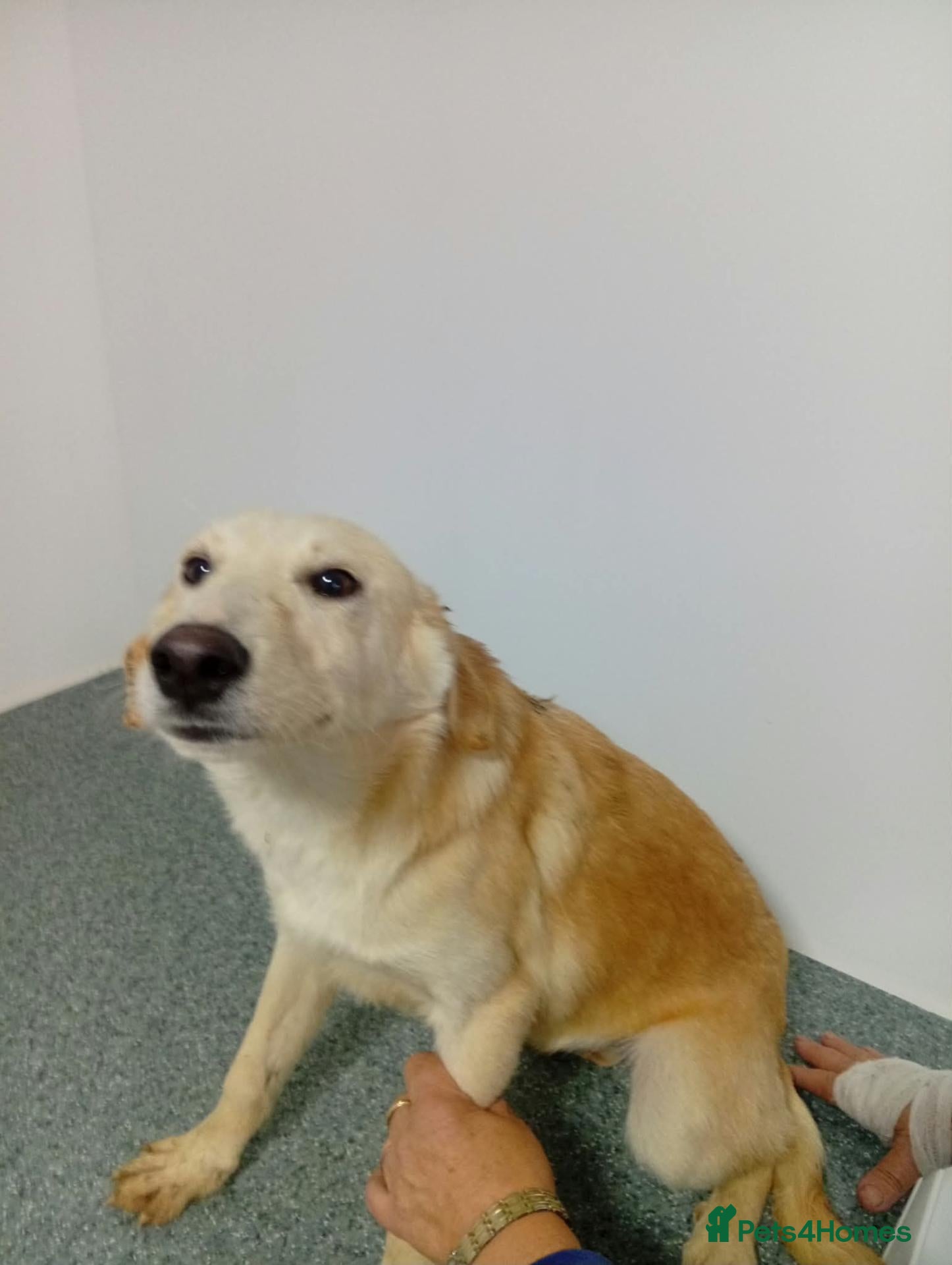 Mixed Breed dogs for adoption: 🌸ALICE — A GENTLE LITTLE GIRL FOR A LOVING HOME🌸 - Advert 1