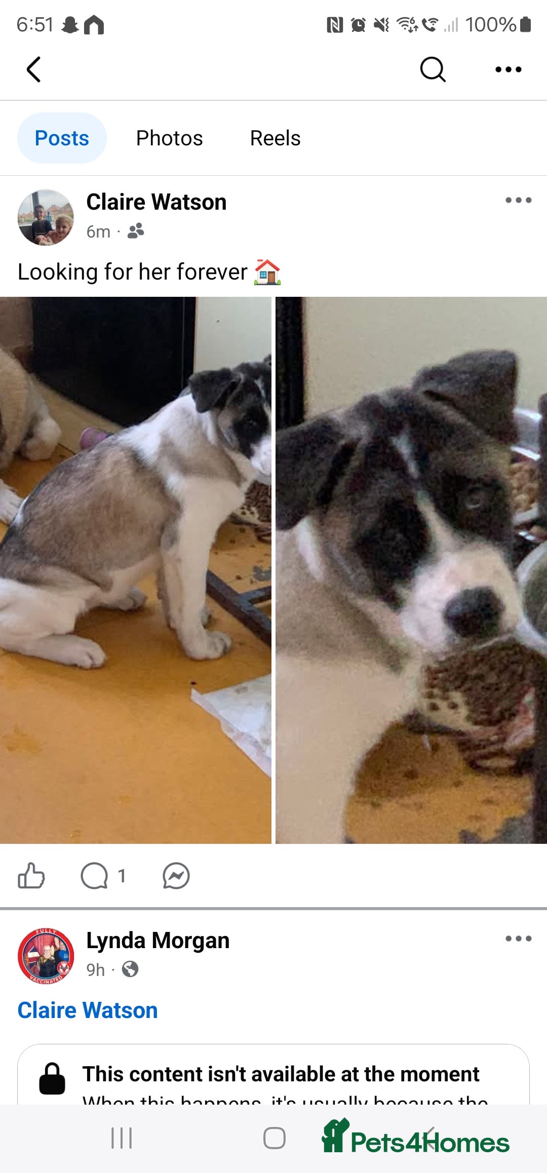 Akita dogs Beautiful female akita  - Advert 1