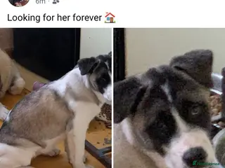 Akita dogs Beautiful female akita - Advert 7