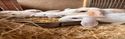 Mini Lop rabbits for sale: 3 white beauty’s for sale NEED TO GO  - Advert 7