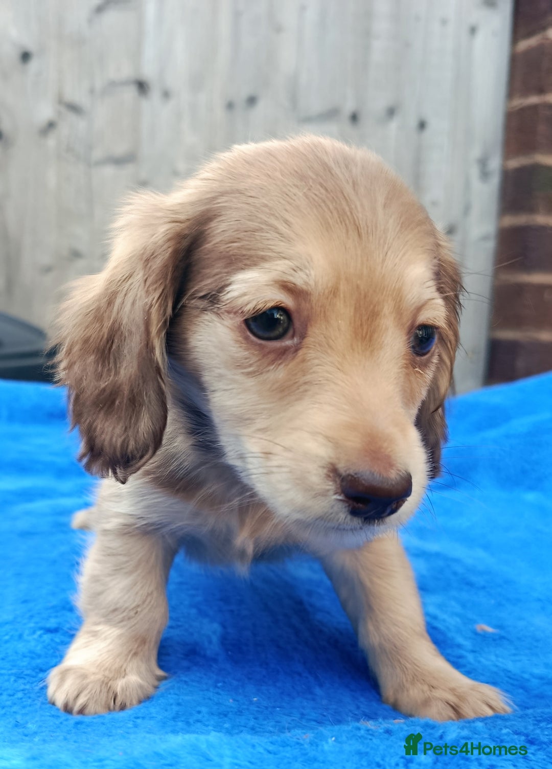 Miniature Dachshund dogs for sale: SHADED CREAM SUPER MINI DAXIS KC REG PRA CLR - Image 9