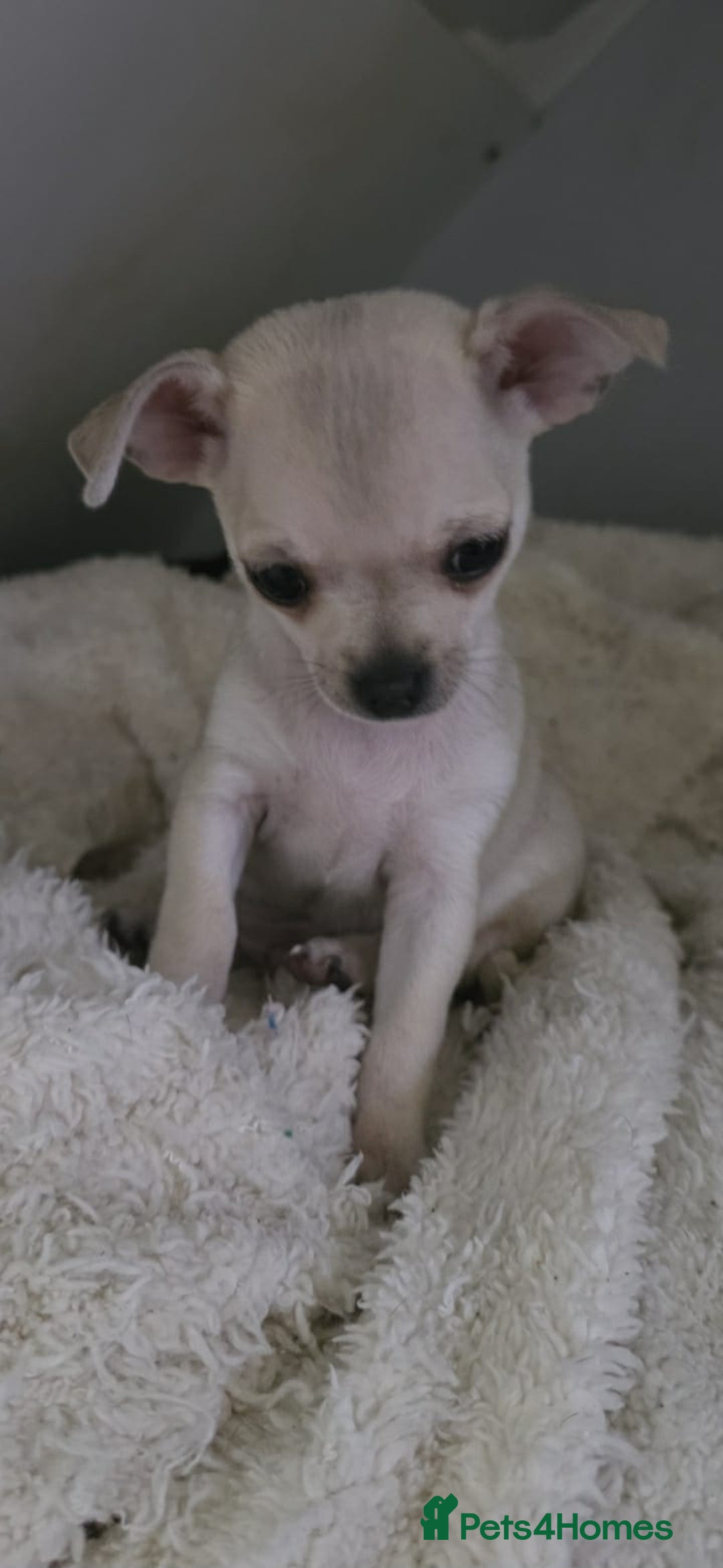 Chihuahua dogs for sale: 4 boys chihuahua puppies  - Advert 13