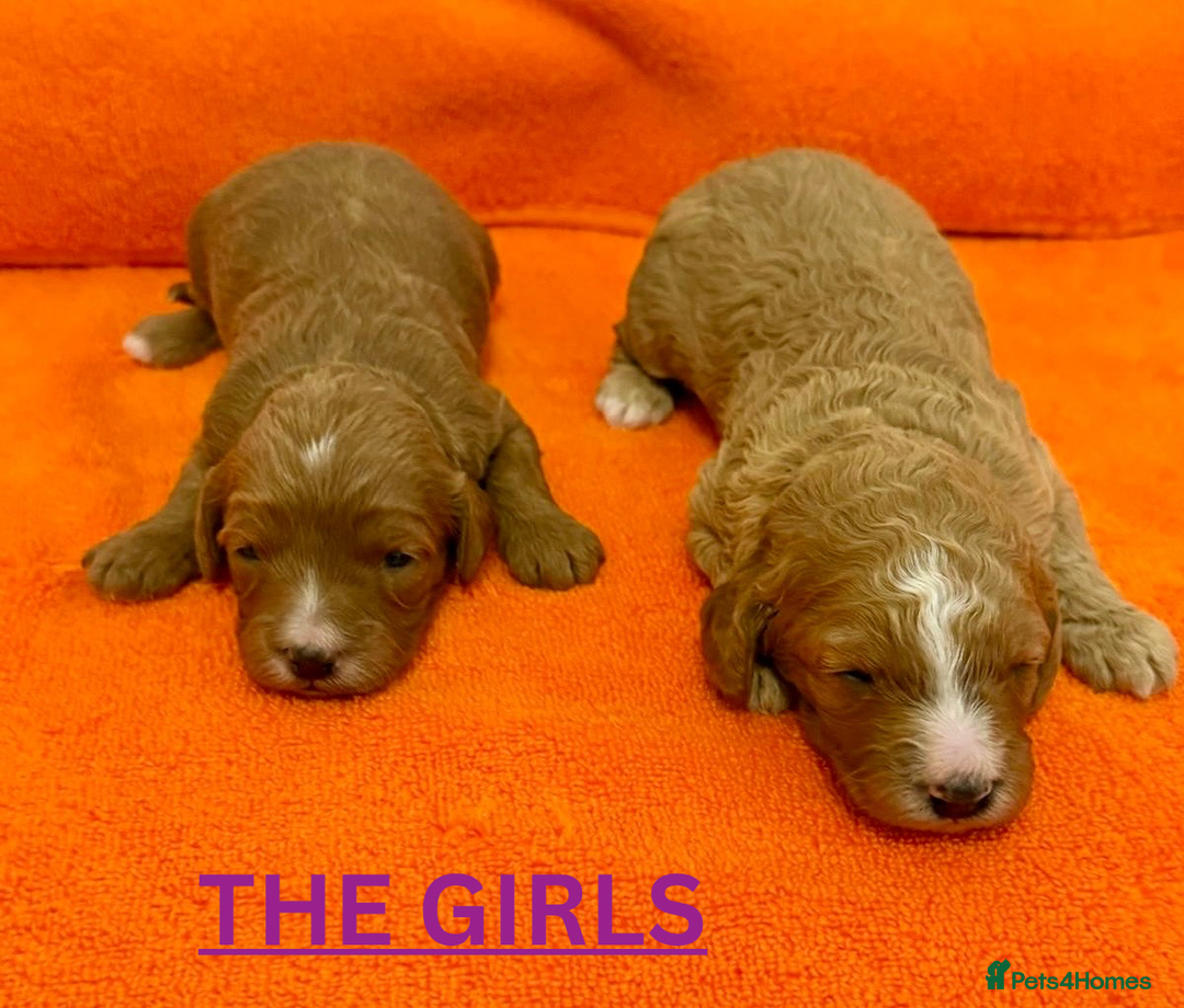 Cavapoo dogs for sale: Beautiful F1b Cavapoo's Health Tested Parents - Advert 2