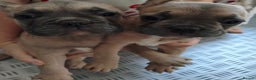 French Bulldog dogs for sale: French Bulldog Puppies looking for their home  - Advert 1