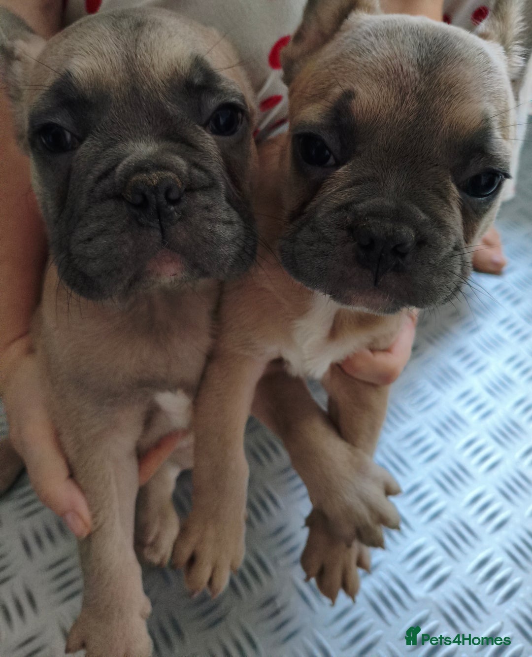 French Bulldog dogs for sale: French Bulldog Puppies looking for their home  - Advert 1