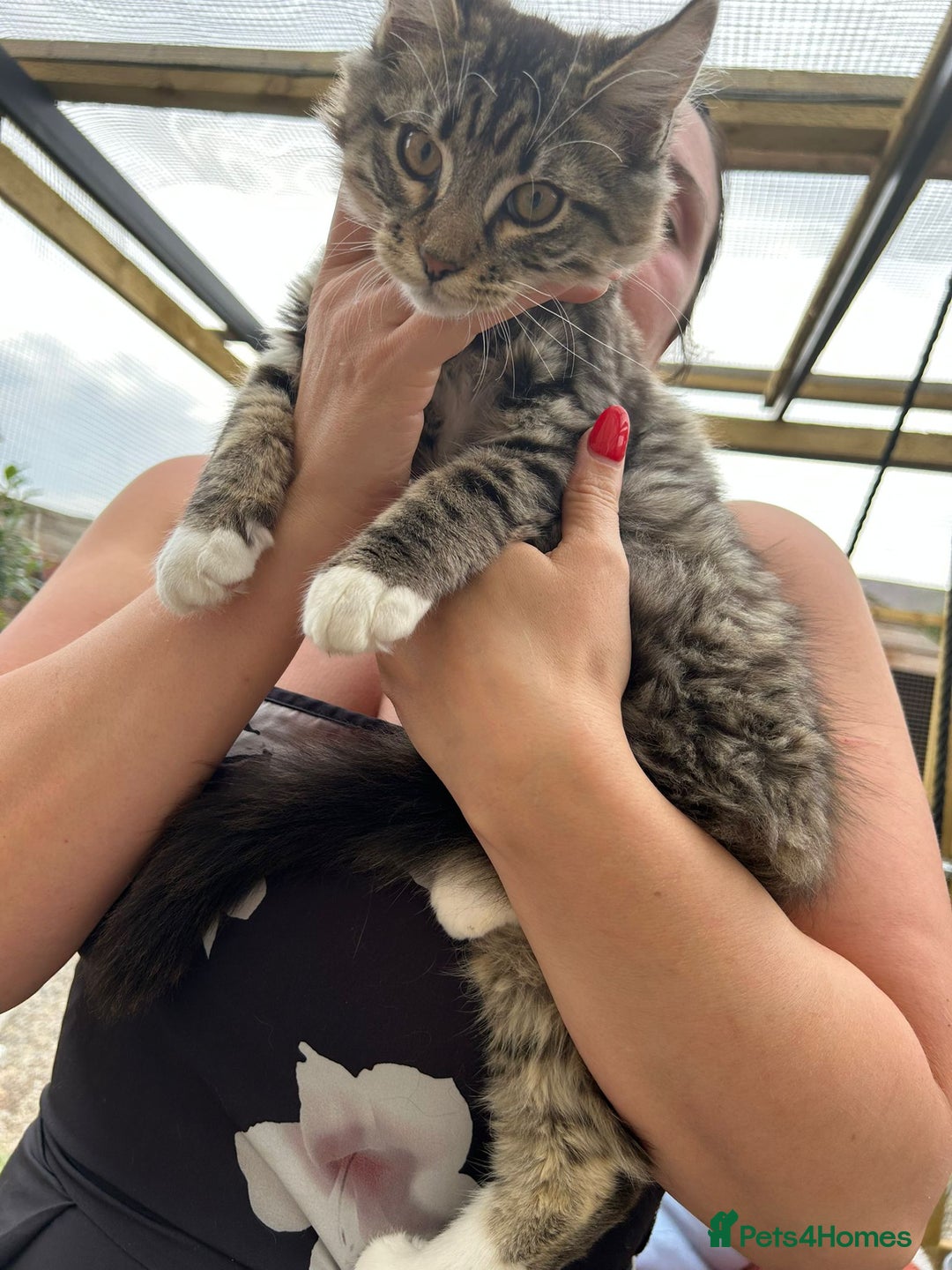 Maine Coon cats for sale: X Maine coon kits - Image 13