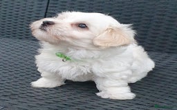 Maltese dogs for sale: Maltese Puppy KC Registred 9 weeks old London EN5 - Image 21