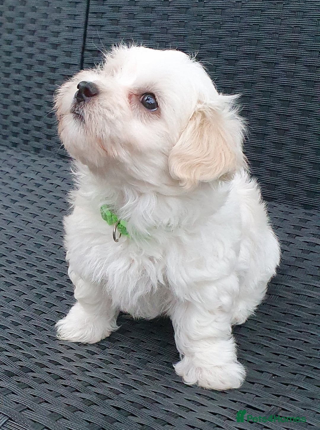 Maltese dogs for sale: Maltese Puppy KC Registred 9 weeks old London EN5 - Image 21