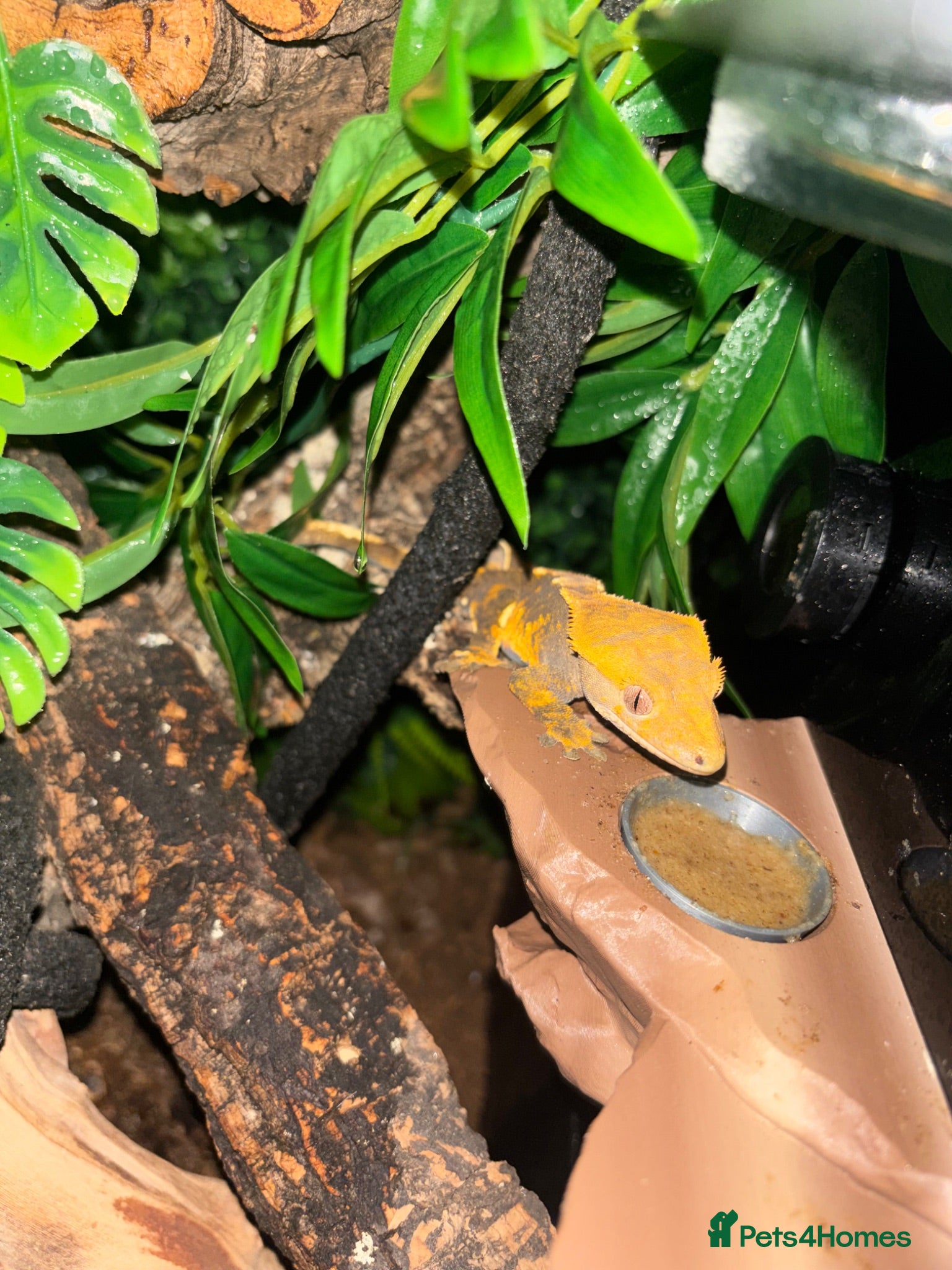 Gecko reptiles Crested Gecko - Advert 6