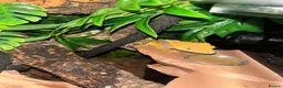 Gecko reptiles for sale: Crested Gecko - Advert 1