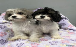 Cavapoo dogs for sale: Extensively Health tested F1 Toy Cavapoo puppies - Image 3