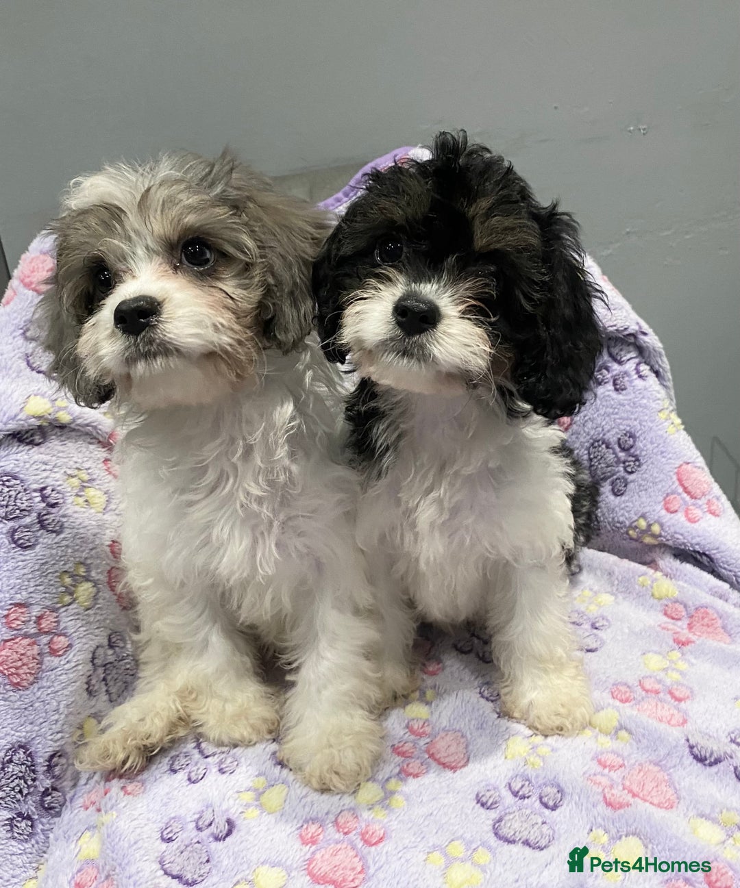 Cavapoo dogs for sale: Extensively Health tested F1 Toy Cavapoo puppies - Image 3