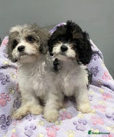 Cavapoo dogs - Advert 5
