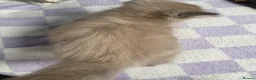Ragdoll cats for sale: 2 ragdoll x bsh male kittens  - Advert 6