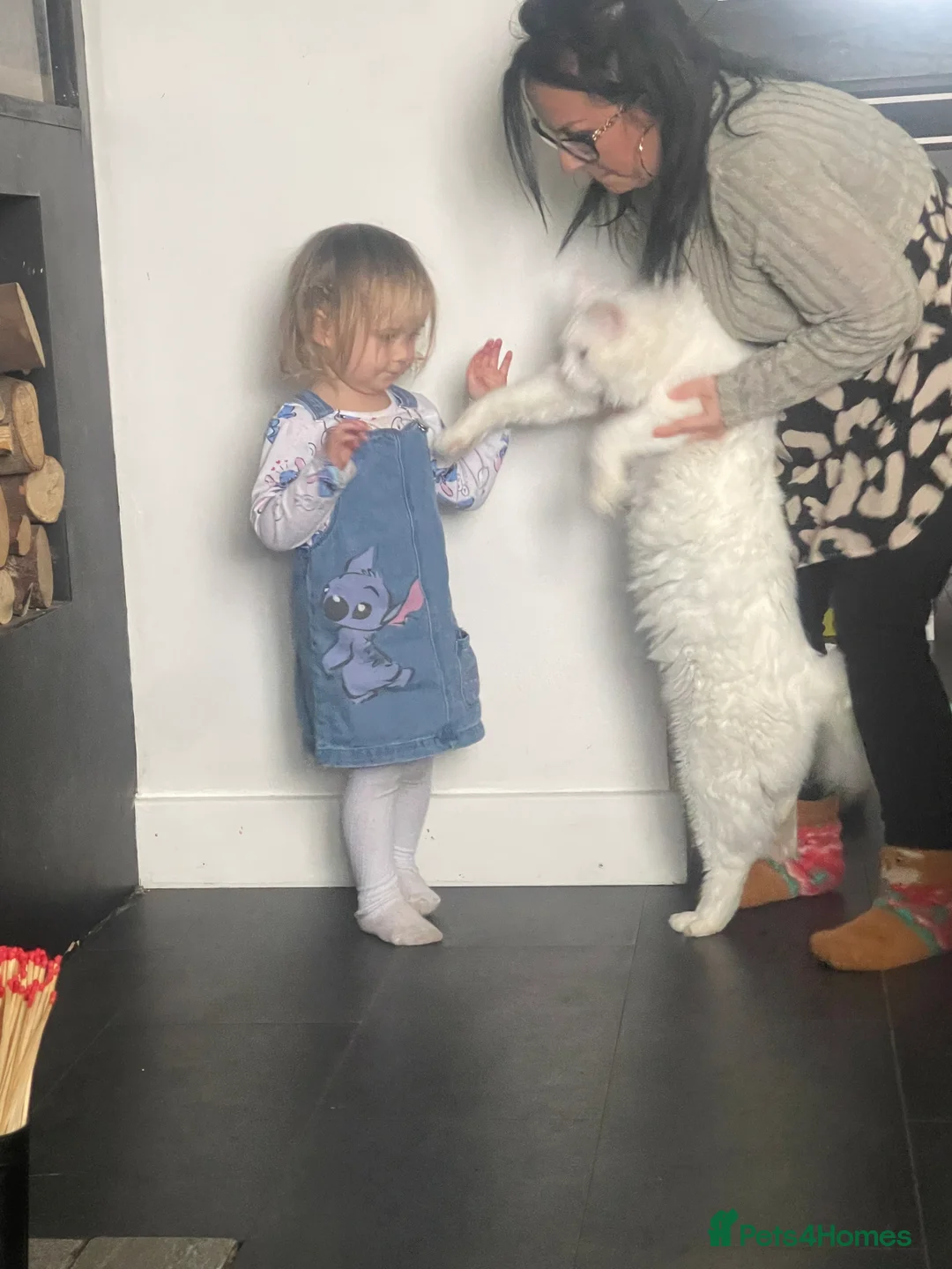 Maine Coon cats for stud: XXL Rare solid white Maine coon stud. in Wigan - Advert 5