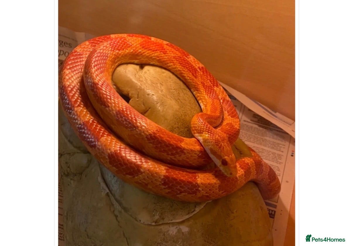 Boa Snake reptiles Different animals for sale  - Advert 23