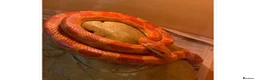 Boa Snake reptiles for sale: Different animals for sale  - Advert 1