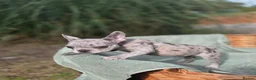 French Bulldog dogs for sale: 4 BEAUTIFUL FRENCH BULLDOGS FOR CHEAP!!!! - Advert 6