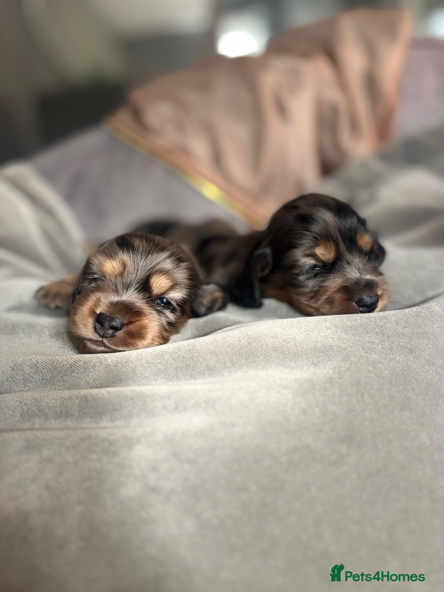 Miniature Dachshund dogs Miniature dachshund puppies  - Advert 1
