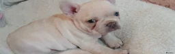 French Bulldog dogs for sale: French bulldog puppies for sale in Bedford - Advert 4