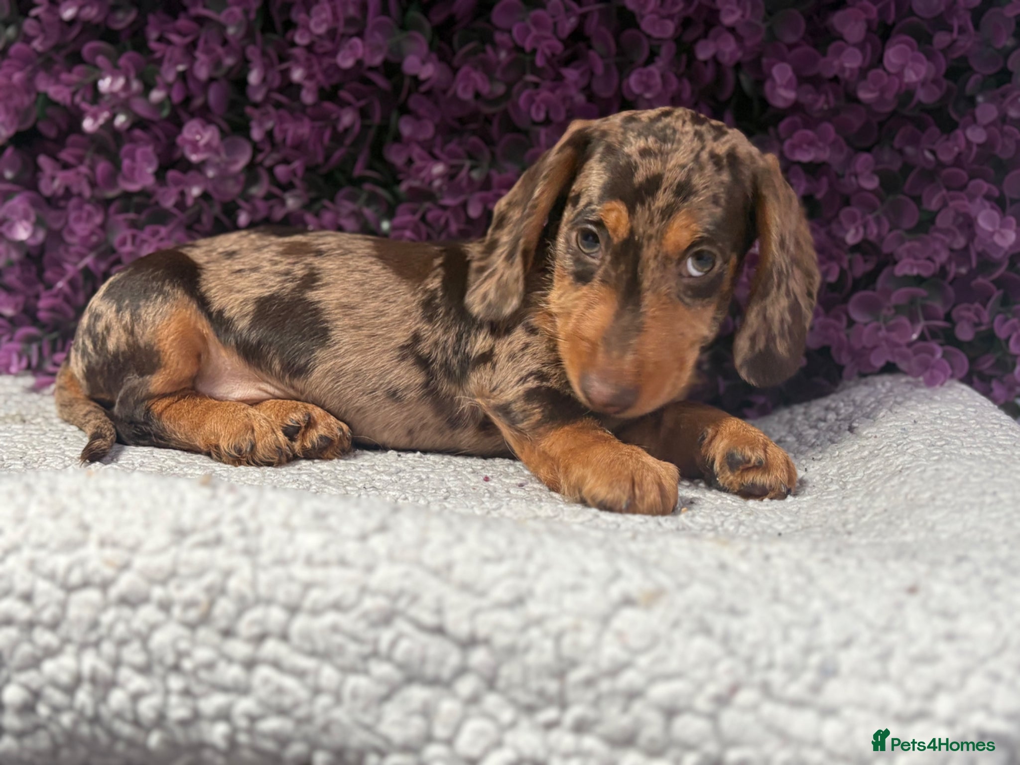 Miniature Dachshund dogs Kc miniture dachshunds wire coats - Advert 4