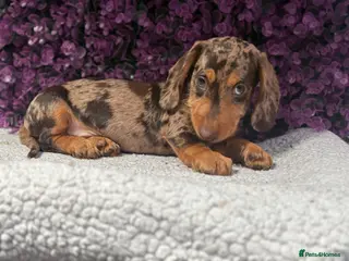 Miniature Dachshund dogs Kc miniture dachshunds wire coats - Advert 4