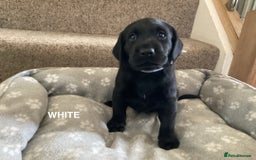 Labrador Retriever dogs for sale: KC Black Labrador Puppies - Image 15