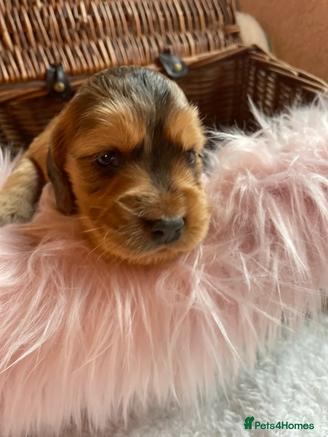 Mixed Breed dogs for sale: V.RARE ! Miniature GOLDEN RETRIEVERS(Dakota sport) - Advert 25