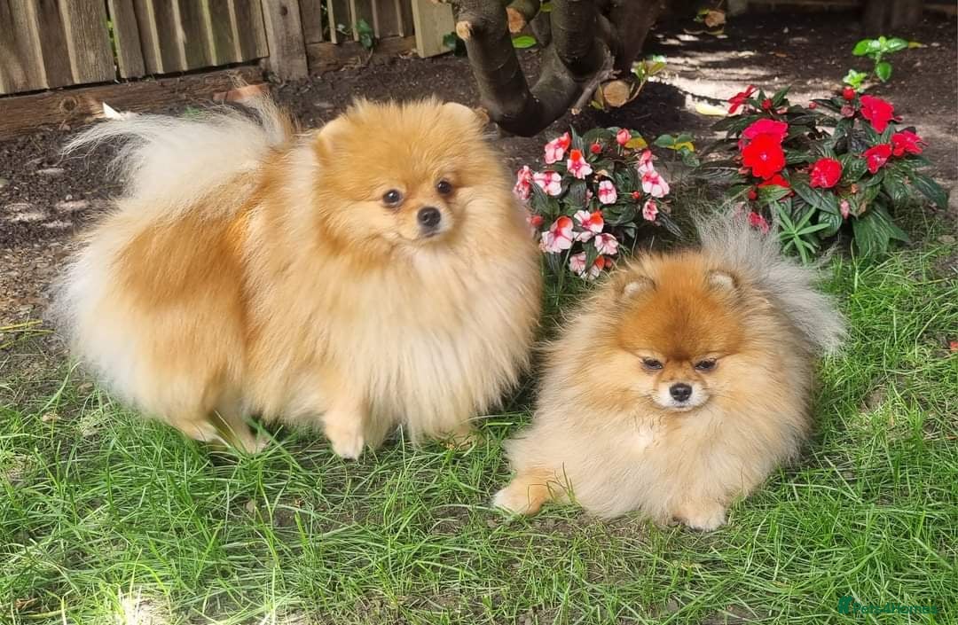 Pomeranian dogs Show class potential Pomeranians  - Advert 2