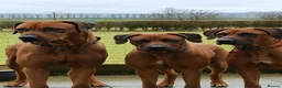 Rhodesian Ridgeback dogs for sale: KC RHODESIAN RIDGEBACK PUPPIES FOR SALE  in Carlisle - Advert 11