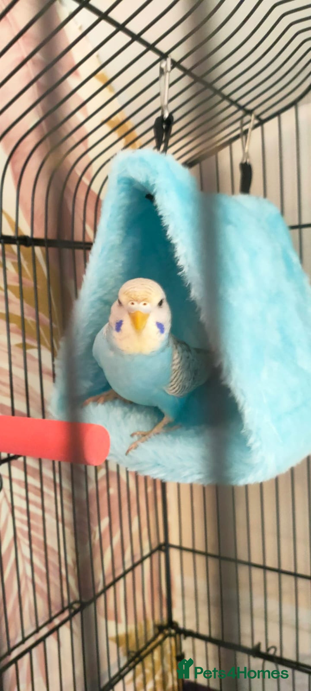 Budgerigars birds for sale: Budgie for sale - Image 4