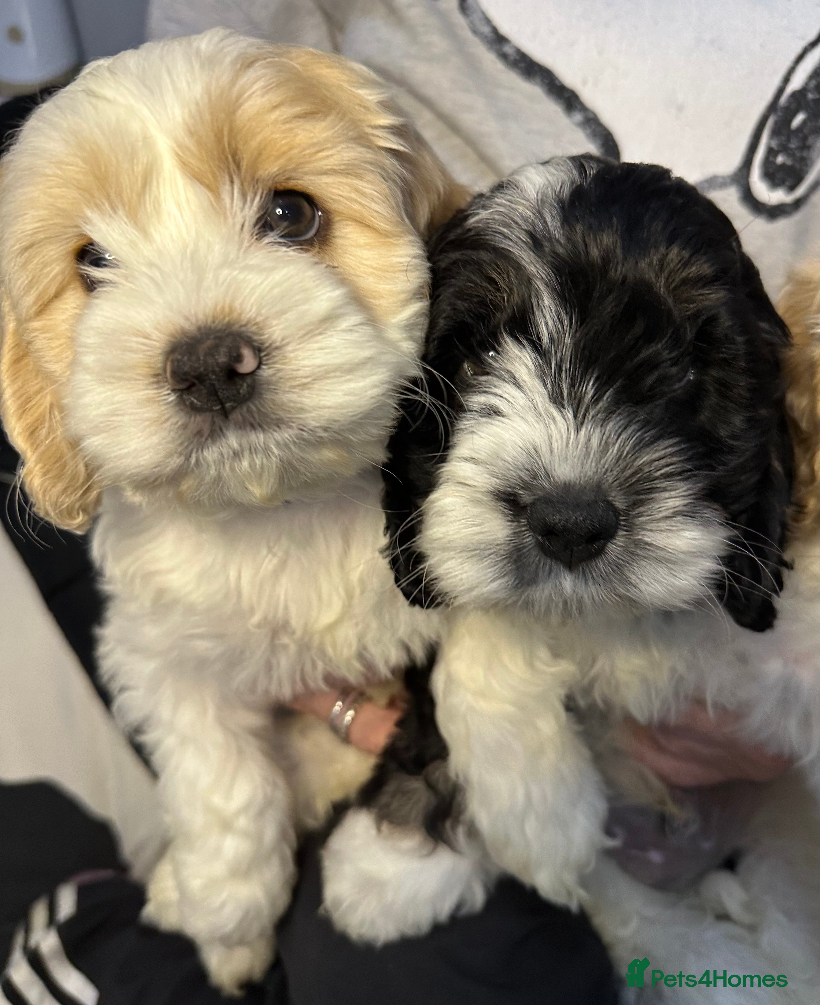 Cockapoo dogs Cockerpoo puppies READY NOW ! - Advert 15