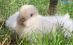 Mini Lion Lop rabbits for sale: Beautiful special little rabbit looking for home - Advert 9