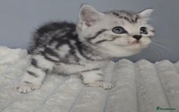 British Shorthair cats for sale: Beautiful gccf registered bsh kittens  - Image 9