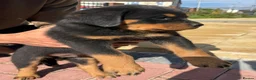 Rottweiler dogs for sale: Rottweiler puppies in Leeds - Advert 9