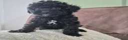 Miniature Poodle dogs for sale: Miniature poodles  in Northampton - Advert 12