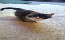Mixed Breed cats for sale: Lovely kittens Looking for new Homes  - Image 16
