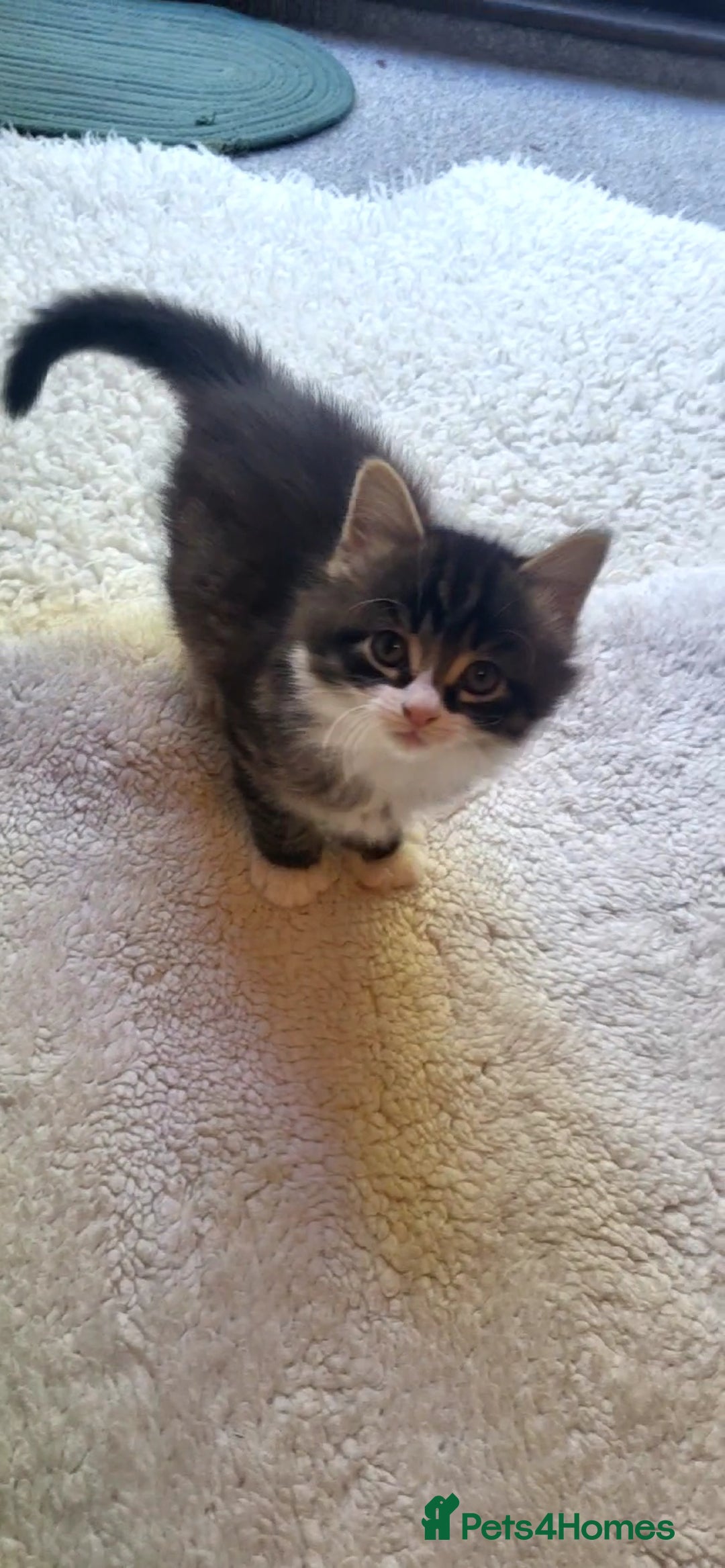 Mixed Breed cats for sale: Lovely kittens Looking for new Homes  - Image 16