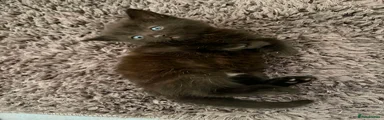 Domestic Shorthair Kitten 3
