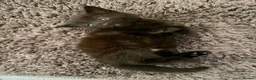 Domestic Shorthair cats for sale: Beautiful kittens for sale - Advert 4