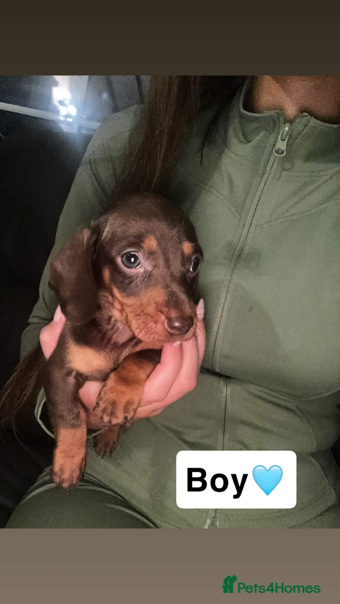 Dachshund dogs for sale: 7 beautiful dashound puppys - Advert 13