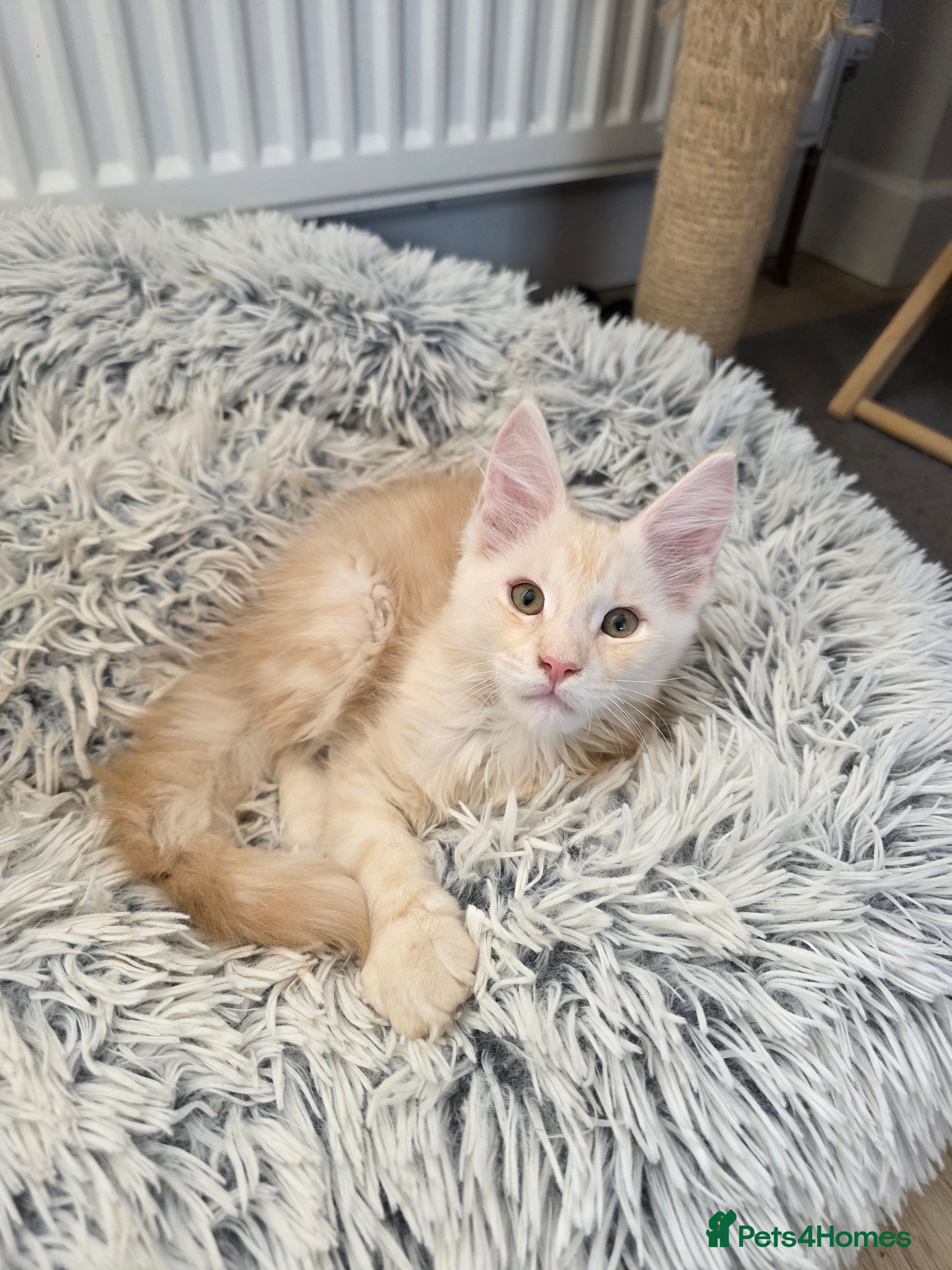 Maine Coon cats TICA Registered Maine Coon Kittens–Russian Line🐾 - Advert 2