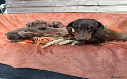 Miniature Dachshund dogs for sale: Miniature dachshund puppies  - Image 14