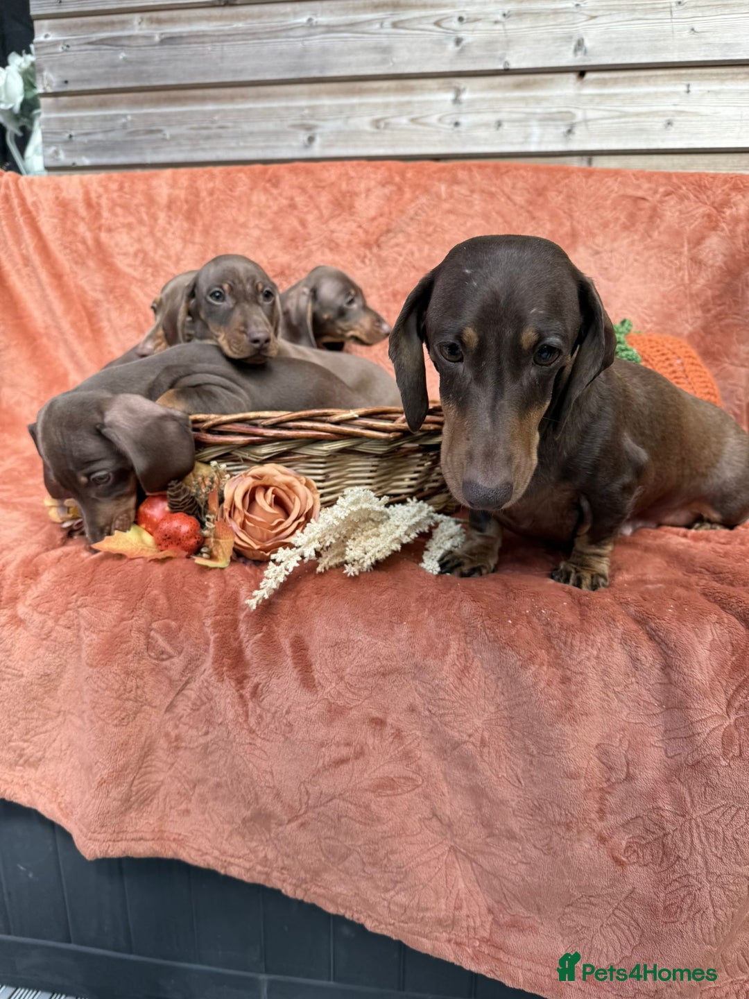 Miniature Dachshund dogs for sale: Miniature dachshund puppies  - Image 14