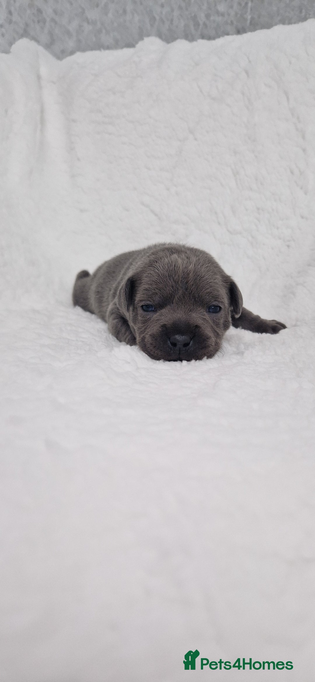 Staffordshire Bull Terrier dogs for sale: 4 Kc Reg Staffordshire Bull Terrier Females 🩷 - Advert 35