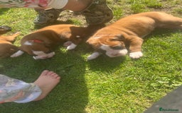 Boxer dogs for sale: Stunning Kc Boxer Puppies - Image 1