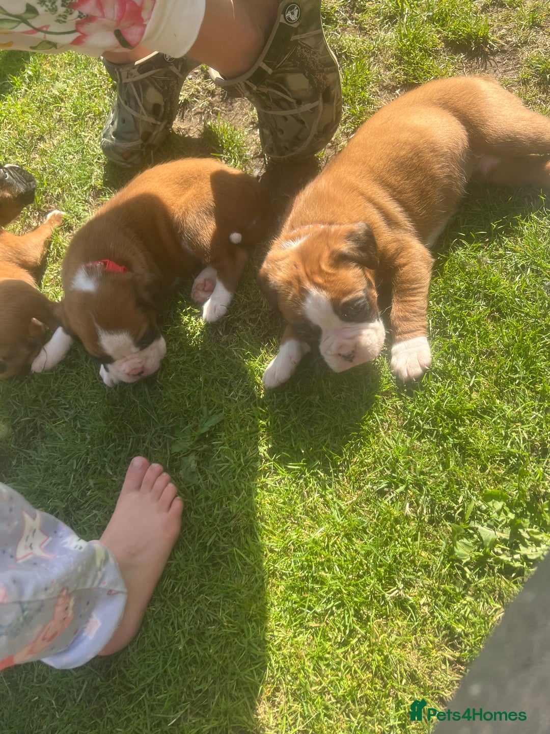 Boxer dogs for sale: Stunning Kc Boxer Puppies - Image 1