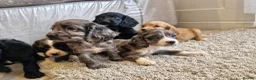 Cocker Spaniel dogs for sale: Cocker spaniel pups - Advert 1