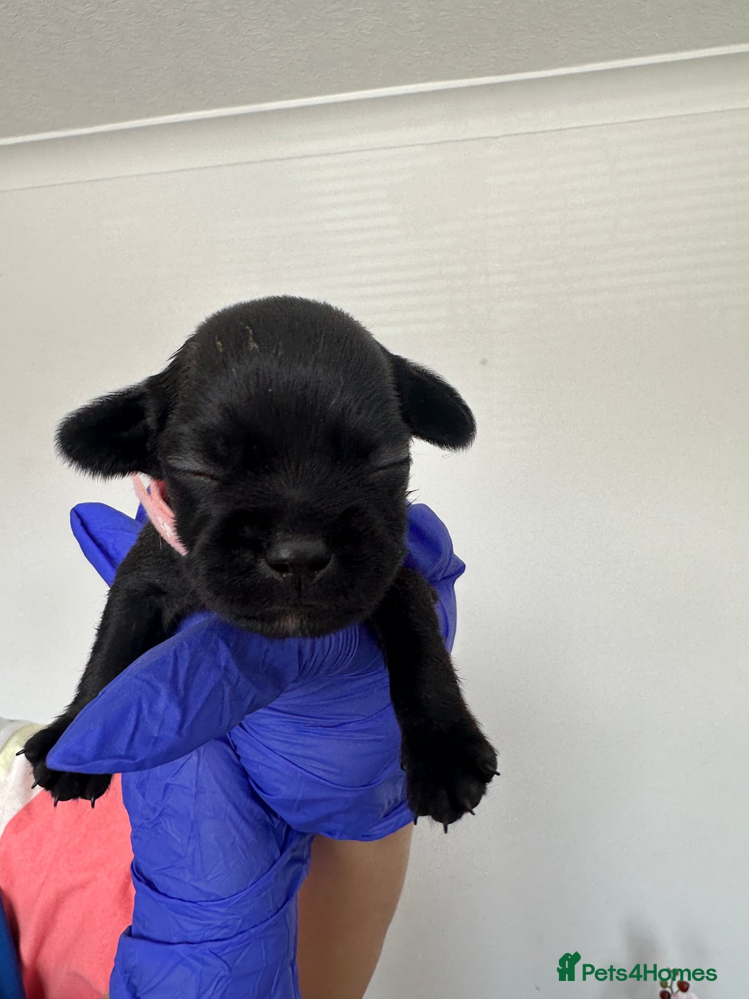 Mixed Breed dogs for sale: 8 Frenchies/cockapoo puppies for sale  - Image 7