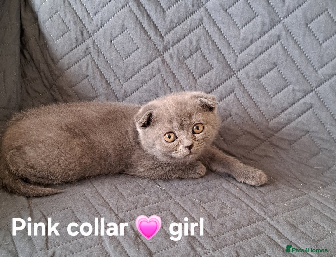 British Shorthair cats for sale: BSH + SFS KITTENS ARE READY TO GO NOW - Advert 5